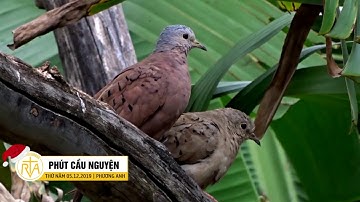 Phút Cầu Nguyện, Thứ Năm 05/12/2019: Khởi Sự Từ Niềm Tin