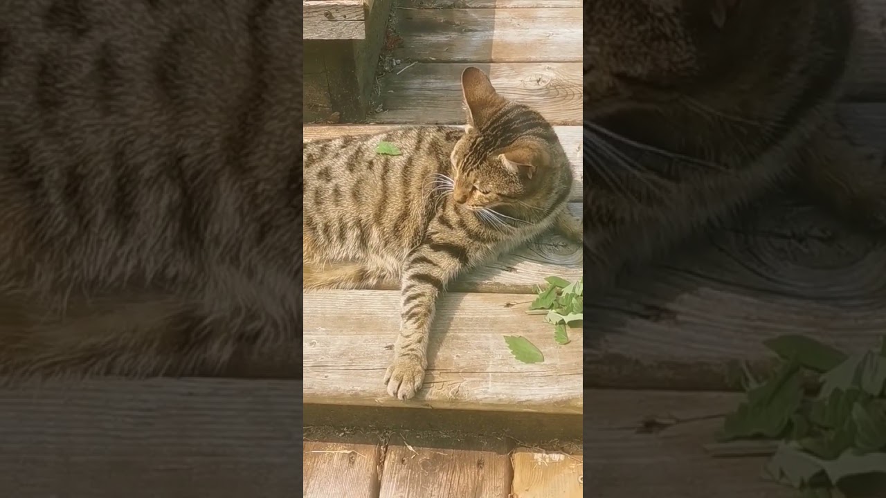 Watch Rocketcat Leeloo Morning Salad #cat #catcat #catlover #catsrule #outdoorcats #catnip #rocketcat on YouTube Watch Rocketcat Leeloo Morning Salad #cat #catcat #catlover #catsrule #outdoorcats #catnip #rocketcat on YouTube