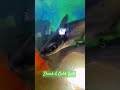 Shark &amp; Gold fish Tank/Joshua creators