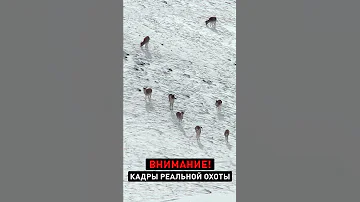 🇰🇬❄️ КЫРГЫЗСТАН / ОХОТА / 🦬 ТЯНЬ-ШАНЬСКИЙ АРХАР 🫀 (525 м)