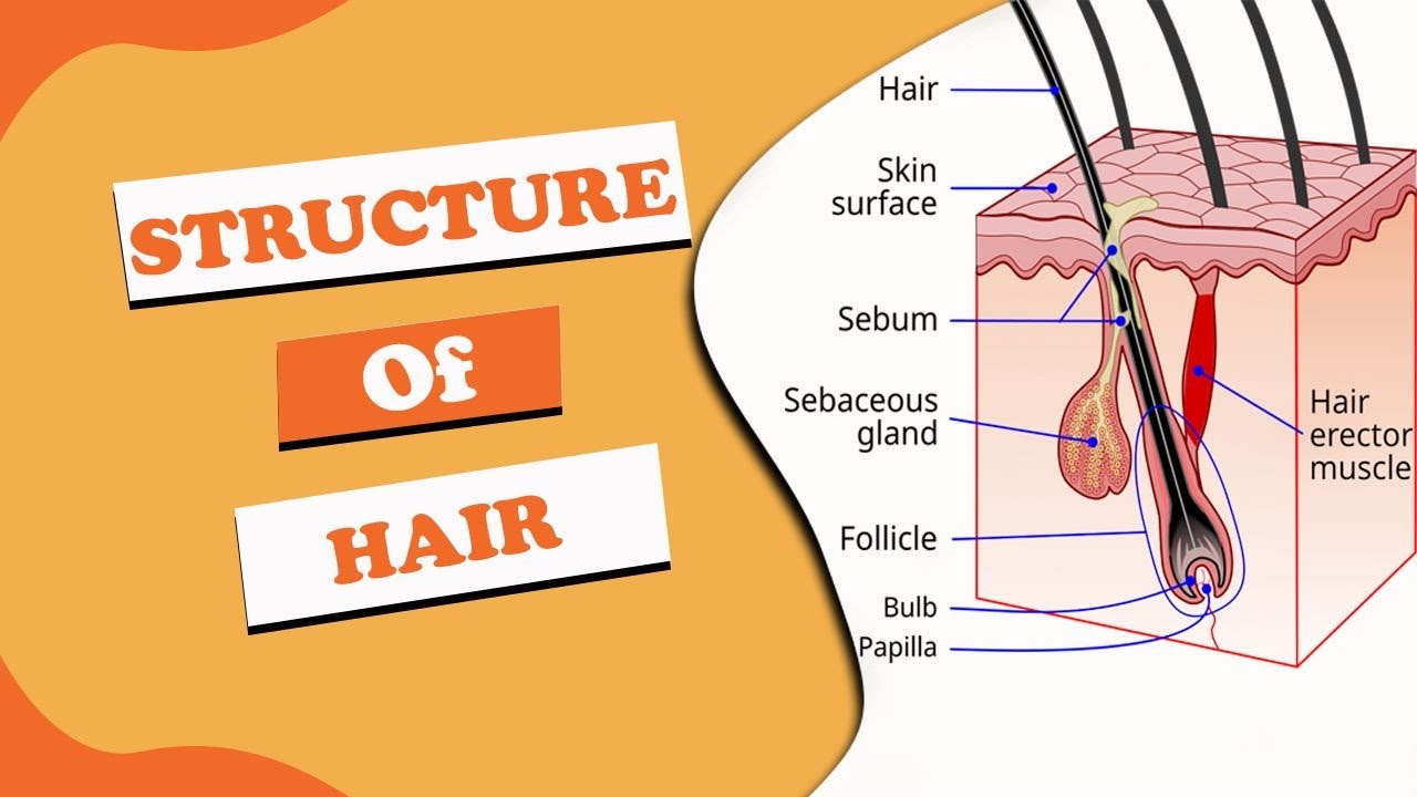 Hair care Basics around hair structure  growth cycle  Revalid
