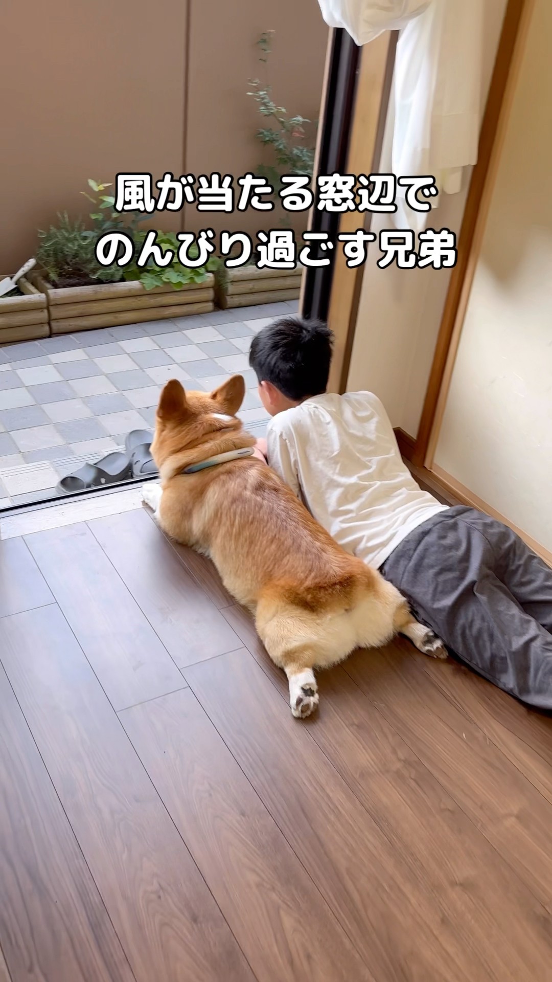 A Corgi who loves relaxing next to his big brother and enjoying