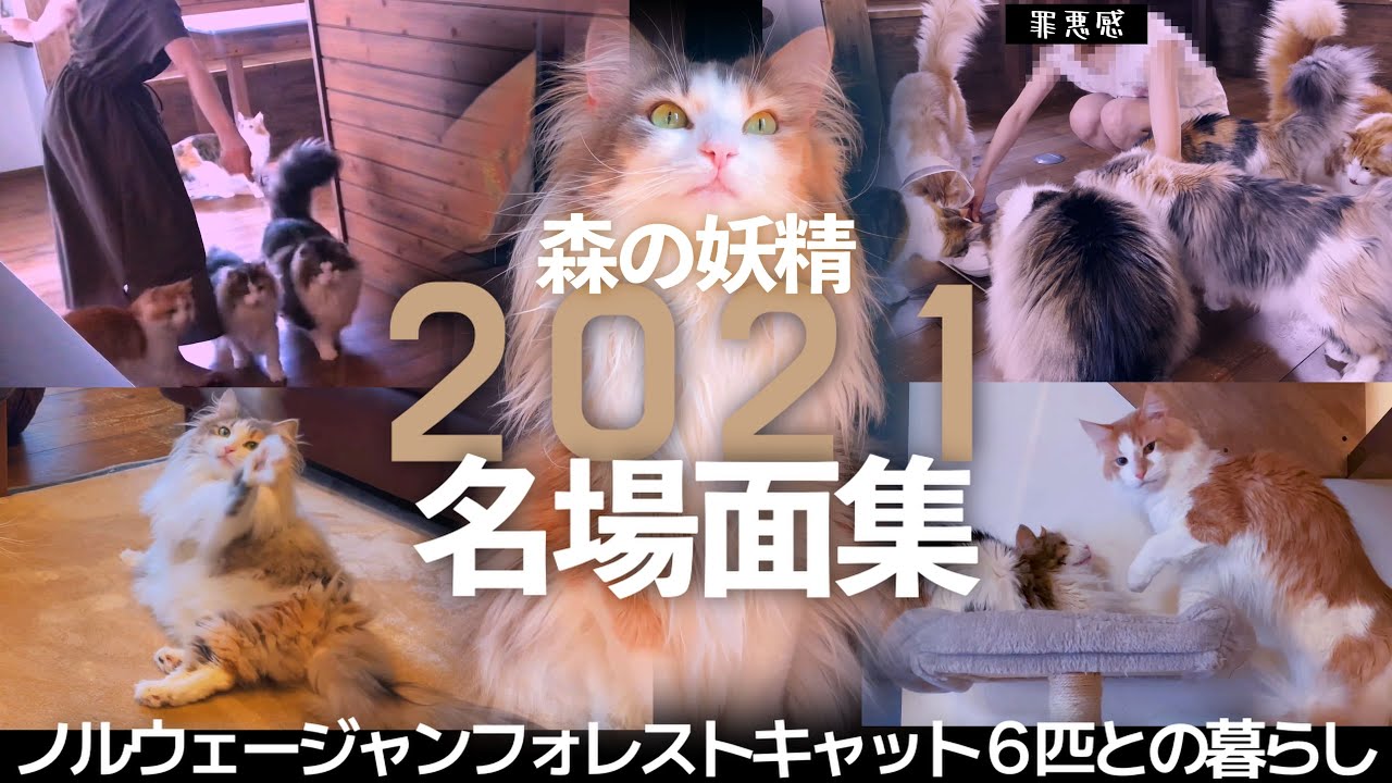 【名場面集】１年間ありがとうございました！『１周年の感謝を込めてノルウェージャンフォレストキャット６匹の総集編！』
