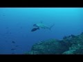 Diving in Cocos Island, Costa Rica (Wind Dancer) Part3