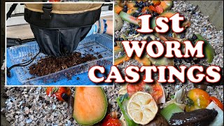 15 Pounds In Our First Worm Castings Harvest!! | Vermicompost Worm Farm