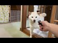 家族をお出迎えする柴犬に突撃インタビューしてみた