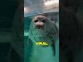 INILAH CARA ANJING LAUT TIDUR DI DALAM AIR