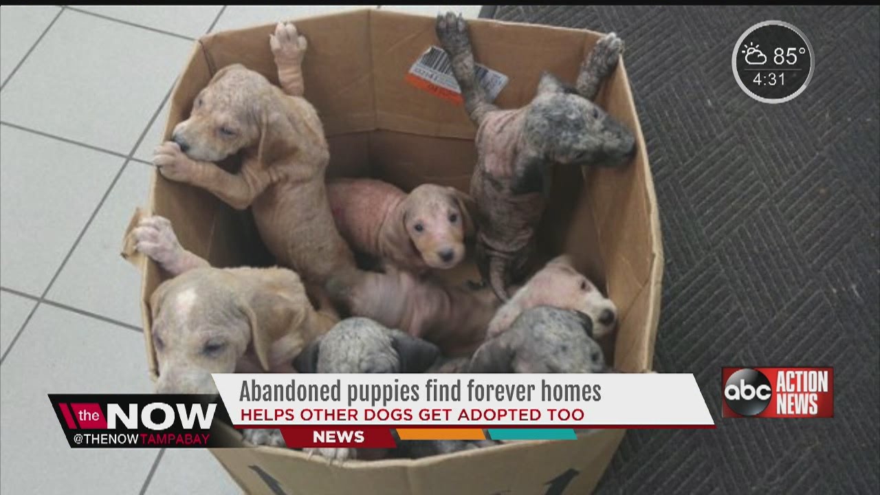 box of dogs