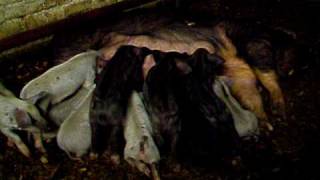 Happy Pigs at Abbey Farm, Lincolnshire. by followhounds 769 views 14 years ago 29 seconds