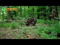 European honey buzzard / Осоед / Pernis apivorus. Green Video Wildlife