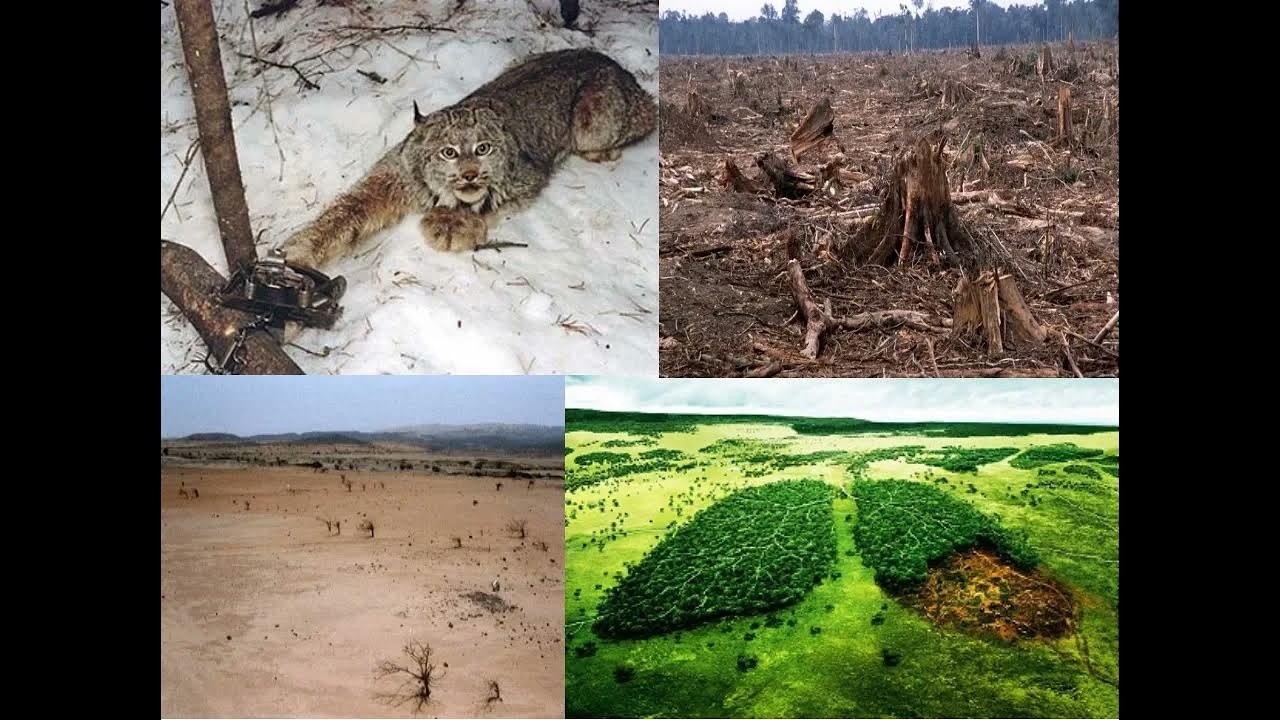 Природа создала человека много миллионов. Вымирание животных и растений. Уничтожение видов растений и животных. Разрушение среды обитания.