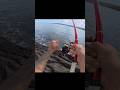 引き強い!#fishing #shorts #釣り