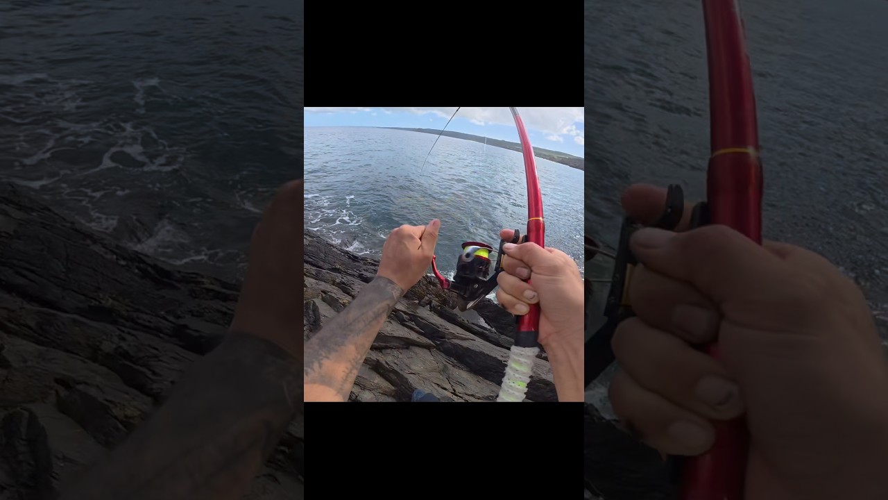 引き強い!#fishing #shorts #釣り