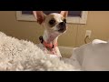 Chihuahua puppy jumps onto bed for very first time