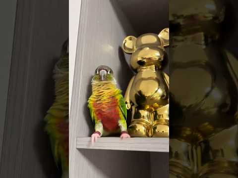 This conure is performing a classic parrot dance. #birds #parrot #cute #parrots #pets #shorts
