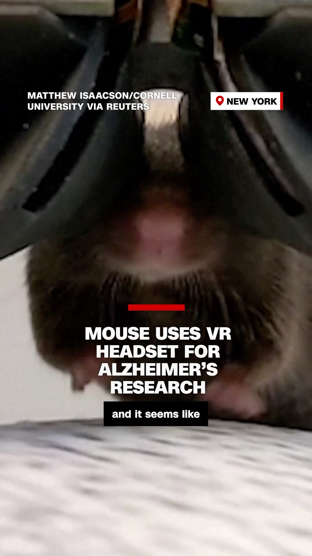 Mouse uses VR headset for Alzheimer’s research