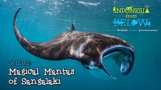 Download Lagu Magical Mantas of Sangalaki [4K] | Indonesia from Below (S01E02) | SZtv MP3