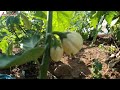 Harvesting a Two Acre Garden of White Garden Egg || Growing Eggplants in Uganda Part 6