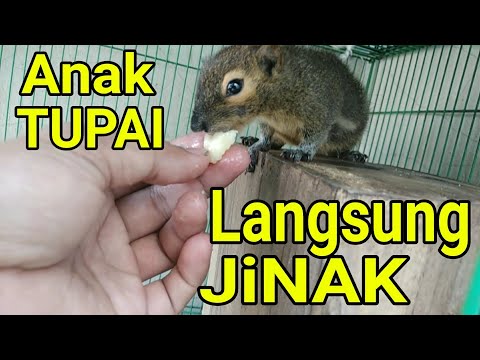 Video: Cara Memberi Makan Tupai