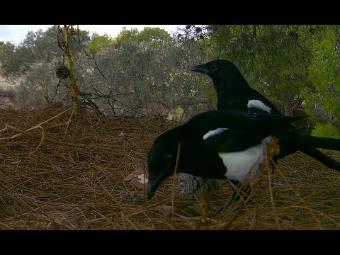 Magpies / Κατσικορώνα