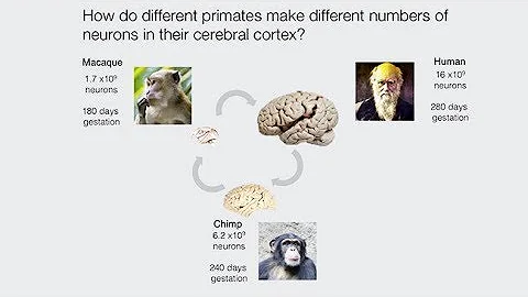 Understanding Primate Brain Development Using Stem Cell Systems