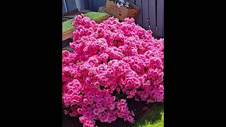 Fully Bloomed Rhododendron #outdoorgarden