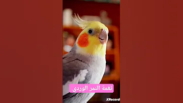 تعليم طائر الكوكتيل نغمة النمر الوردي 