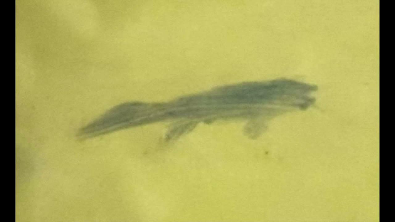 the stain on my shower curtain that looks like a fish YouTube