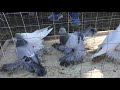 29.12.19 Птичий рынок г. Кропоткин ч6. The bird market of Kropotkin, part 6.