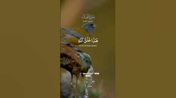 #foryou #تلاوات #قران_كريم #تيك_توك #لايك Naseem Tilawat Quran YouTube Channel #اكسبلور