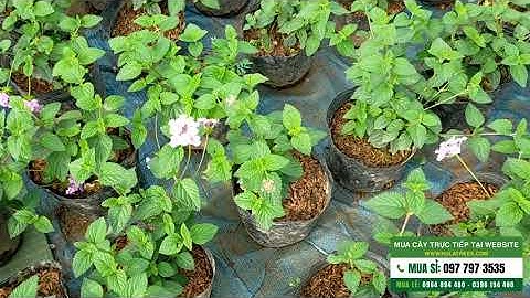 Bán cây ngũ sắc vàng rủ, ngũ sắc tím rủ