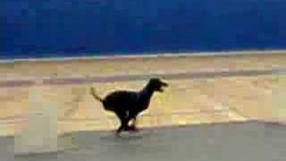 Faith's Last Flyball Class Part I