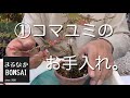 ①コマユミの、お手入れ。①  #盆栽 #bonsai #ミニ盆栽
