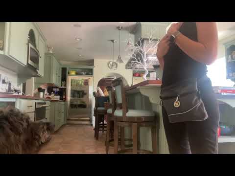 Teaching 'LEAVE IT' as an exercise in FOCUS and SELF CONTROL