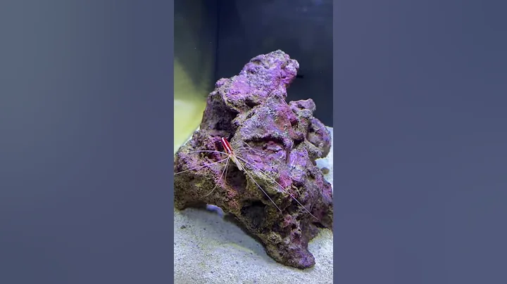 Training my prawn