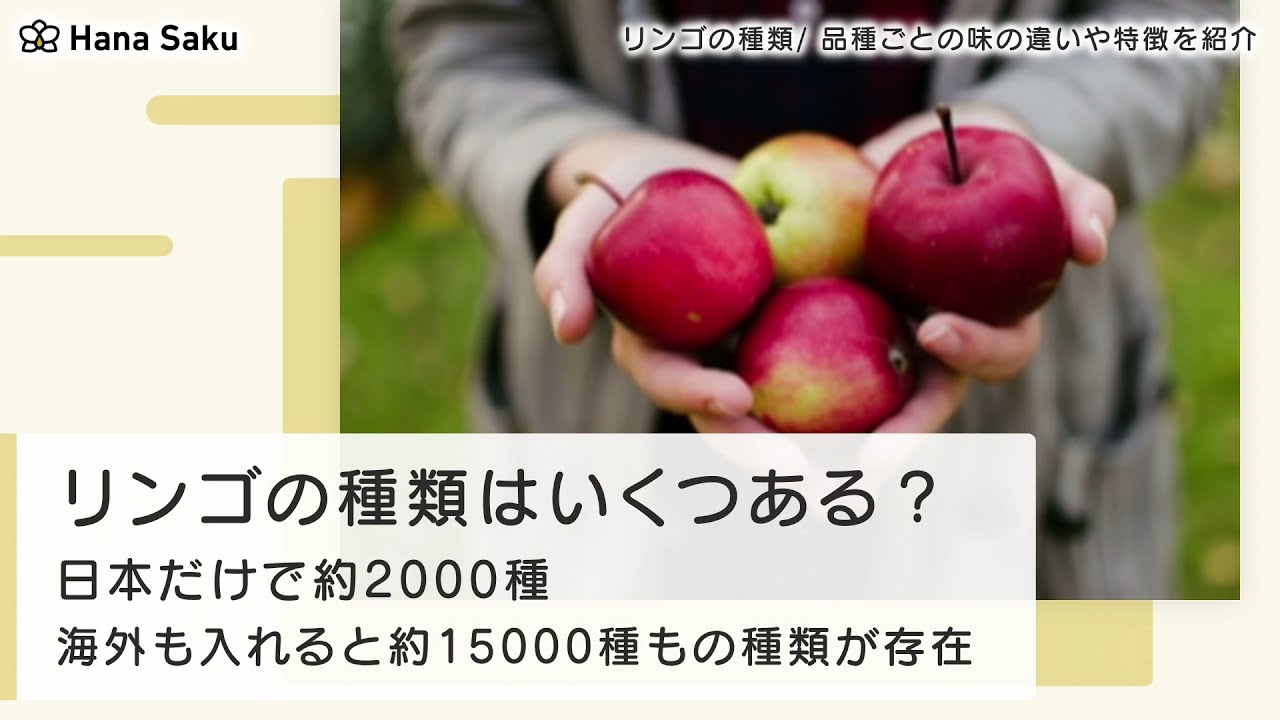 リンゴの種類はいくつある 品種ごとの味の違いや特徴を解説 Hanasaku
