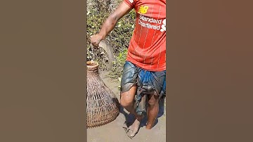 Bamboo Fish Trap and Hand Fancy Fishing Techniques. #shorts