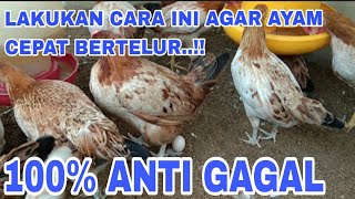 LAKUKAN CARA INI AGAR AYAM ELBA CEPAT BERTELUR‼️#bakalpeternak #peternaksrikandilampung