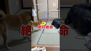 紐を引っ張れ!｜PECO