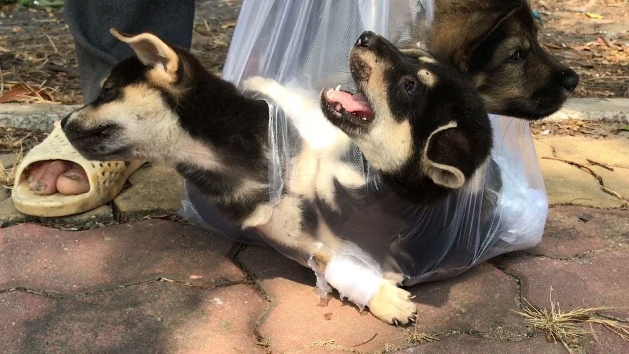 Rescue three poor puppies in a plastic bag that their owner was on the ...