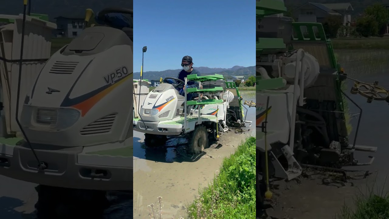 【旧型田植え機2台で試す】1つの圃場を「2台の田植え機」で額縁植え!「乳苗」を植えました!#shorts