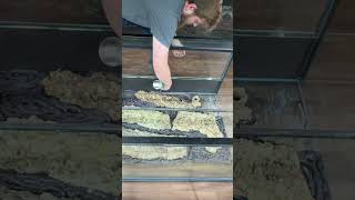How to Make a Terrarium Background