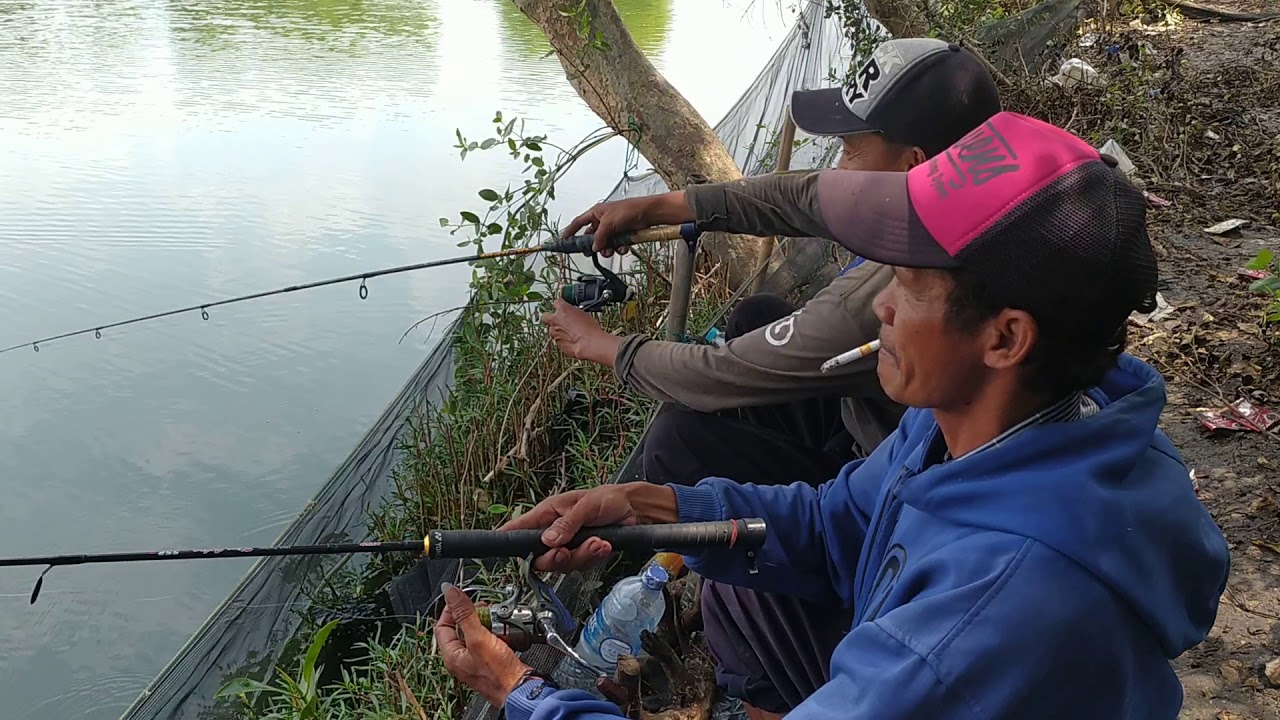 Berburu Ikan nila di air payau 