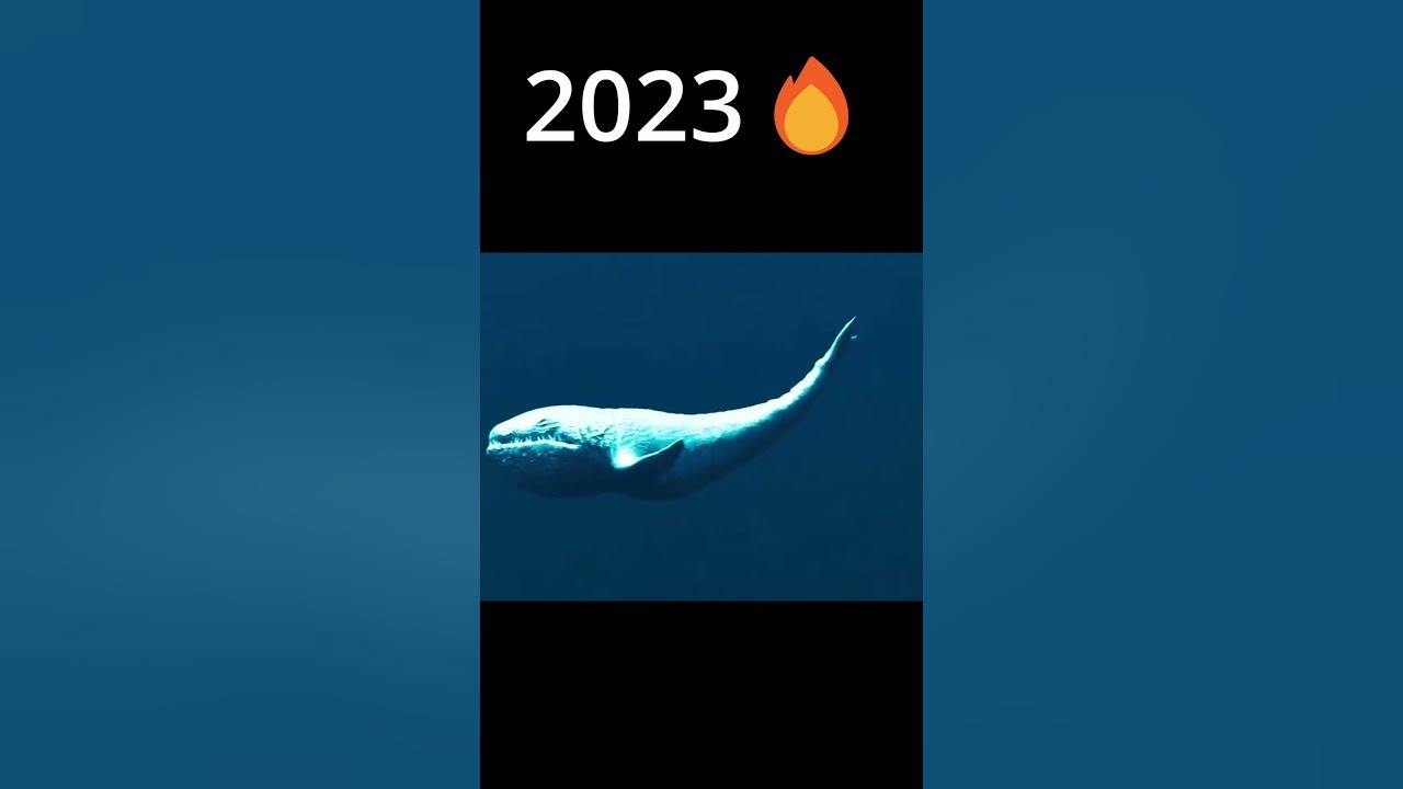 EVOLUTION OF THE BLOOP 2022 -2024 #evolution
