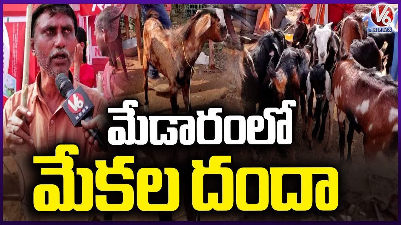 Huge Demand For Goats In Medaram | Sammakka Saralamma Jatara 2026 | V6 News
