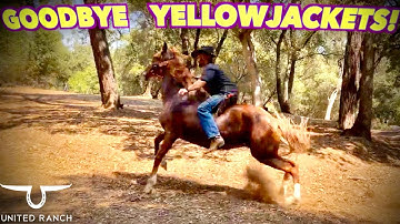 DIY How to Destroy Yellowjacket Wasp Nests With No Chemicals (Proof In The Video!)