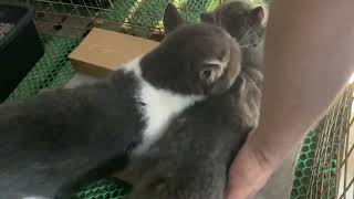Cat in heat  || May vs Rùa7 || Munchkin Mate || Cat breeding