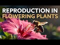 Reproduction in Flowering Plants Part 3 | CBSE Class 12 Biology