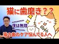 猫の歯のケアで1番大切なことを獣医が紹介!!