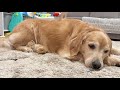 ぴったりくっついて寝始めてしまった子猫に優しく寄り添うゴールデンレトリバー